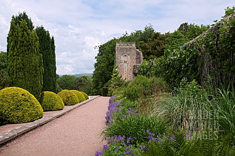 BORDERS_AND_TOPIARY_ALONG_THE_FORMAL_TERRACES_AND_WALLS_AT_ST_FAGANS_CASTLE_GARDENS