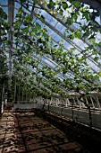 GRAPES GROWING IN A GREENHOUSE AT ST FAGANS CASTLE GARDENS