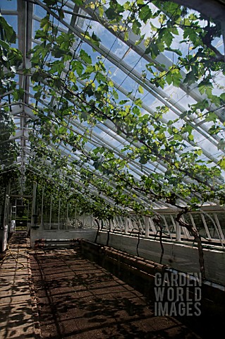 GRAPES_GROWING_IN_A_GREENHOUSE_AT_ST_FAGANS_CASTLE_GARDENS