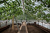 STEPS FOR TYING UP GRAPES GROWING IN A GREENHOUSE AT ST FAGANS CASTLE GARDENS