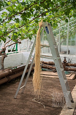 STEPS_FOR_TYING_UP_GRAPES_GROWING_IN_A_GREENHOUSE_AT_ST_FAGANS_CASTLE_GARDENS