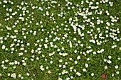 LAWN WITH DAISIES