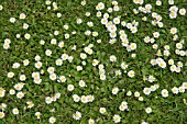 LAWN WITH DAISIES