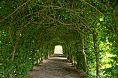 HORNBEAM ARCH - ST FAGANS CASTLE GARDENS