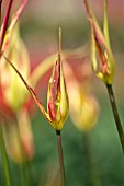 TULIPA ACUMINATA