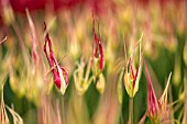 TULIPA ACUMINATA