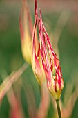 TULIPA ACUMINATA