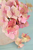 HYDRANGEA FLOWERS IN PINK VASE ON BLUE TABLE