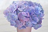 HYDRANGEA FLOWERS