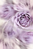 LILAC ROSES SWIRL