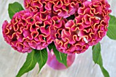 CELOSIA CRISTATA IN VASE