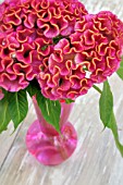 CELOSIA CRISTATA IN VASE