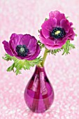 ANEMONES IN GLASS VASE