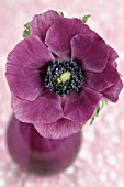 DEEP VIOLET ANEMONE IN GLASS VASE