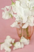 LATHYRUS ODORATUS IN AMBER COLOURED VASE