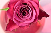 HOT PINK ROSE