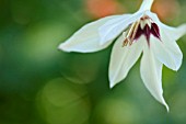 GLADIOLUS CALLIANTHUS