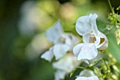 IMPATIENS GLANDULIFERA CANDIDA