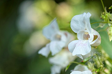 IMPATIENS_GLANDULIFERA_CANDIDA