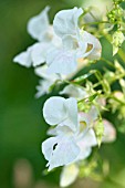 IMPATIENS GLANDULIFERA CANDIDA