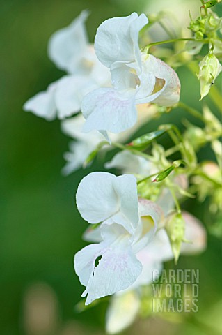 IMPATIENS_GLANDULIFERA_CANDIDA