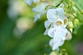 IMPATIENS GLANDULIFERA CANDIDA