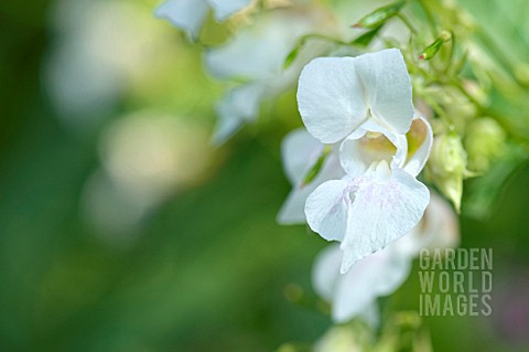 IMPATIENS_GLANDULIFERA_CANDIDA