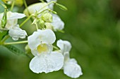 IMPATIENS GLANDULIFERA CANDIDA