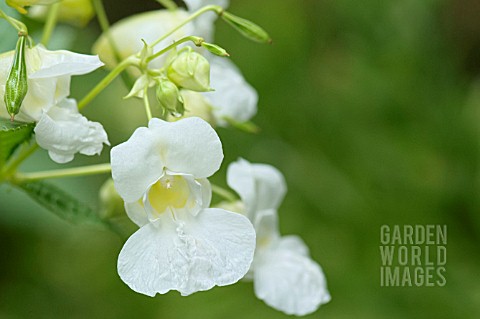 IMPATIENS_GLANDULIFERA_CANDIDA