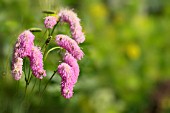 SANGUISORBA PINK BRUSHES