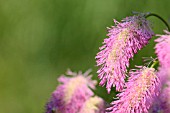 SANGUISORBA PINK BRUSHES