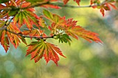 ACER JAPONICUM ACONITIFOLIUM