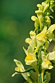 LINARIA VULGARIS