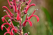 LOBELIA TUPA