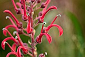 LOBELIA TUPA