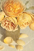 YELLOW GARDEN ROSES IN A VASE