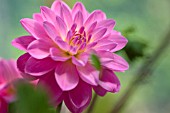 DAHLIA SASCHA