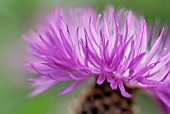 CENTAUREA DEALBATA