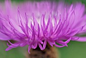 CENTAUREA DEALBATA