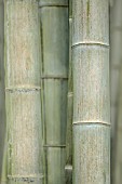 PHYLLOSTACHYS PUBESCENS