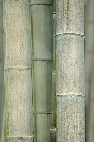 PHYLLOSTACHYS_PUBESCENS