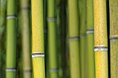 PHYLLOSTACHYS VIRIDIGLAUCESCENS