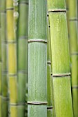 PHYLLOSTACHYS BAMBUSOIDES