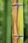 PHYLLOSTACHYS BAMBUSOIDES