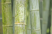 PHYLLOSTACHYS PUBESCENS
