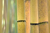 PHYLLOSTACHYS VIRIDIS SULPHUREA