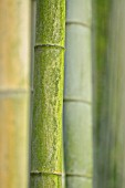 PHYLLOSTACHYS PUBESCENS