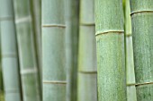 PHYLLOSTACHYS VIRIDIS