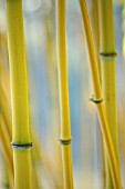 PHYLLOSTACHYS AUREOSULCATA AUREOCAULIS