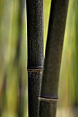 PHYLLOSTACHYS NIGRA